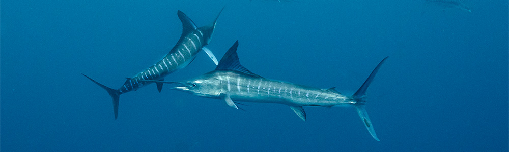 Striped Marlin in Baja Magdalena Bay