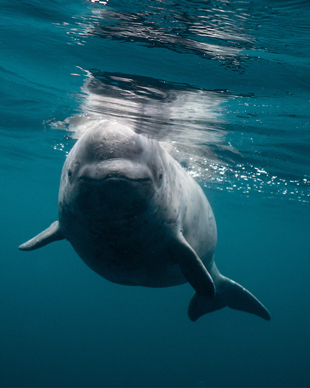 swim with beluga