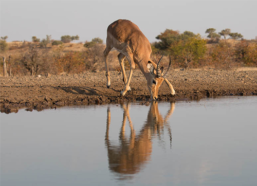 wildlife photographed from the underground photo hide