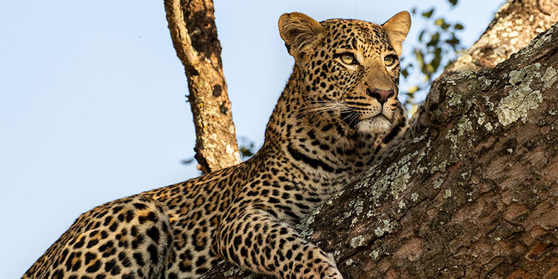safaris with leopards in Sabi Sands