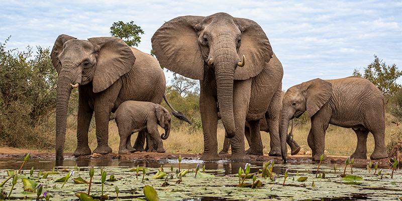safari with big cats and  lions 