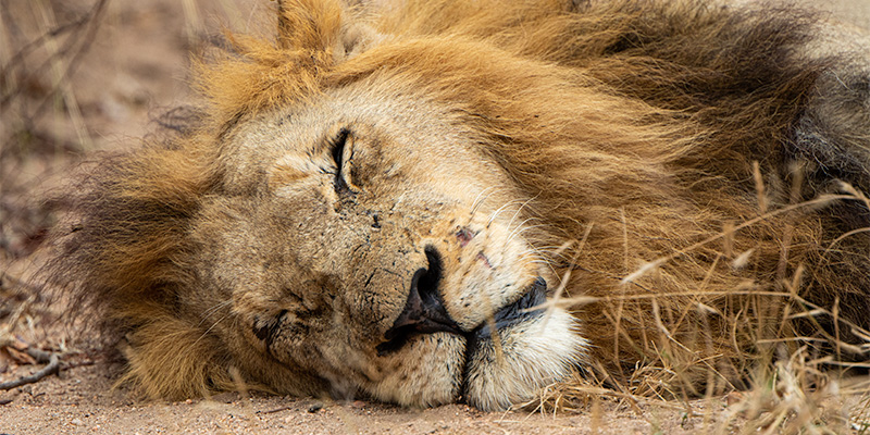 safari with Wild white rhinos in South Africa