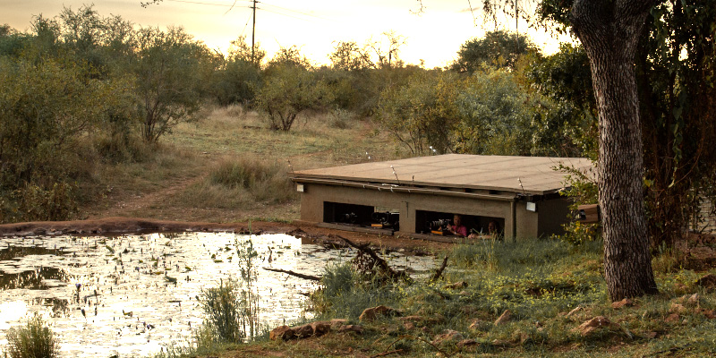 safari with water level hide in South Africa