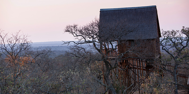 safari in a Tree House Lodge
