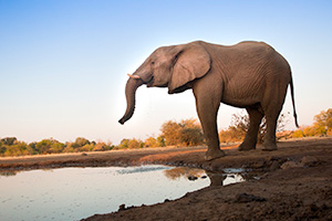 safari photo