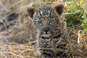 safari photo