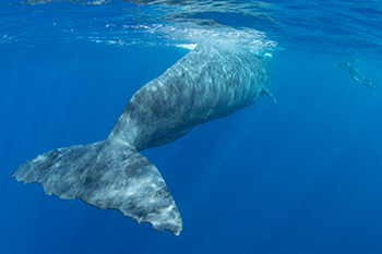 Sperm whales are resident all year round