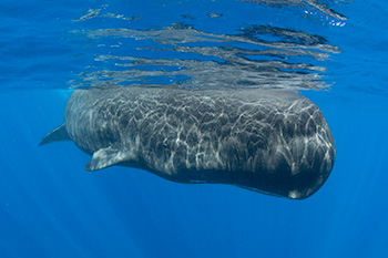sperm whale encounters Dominica