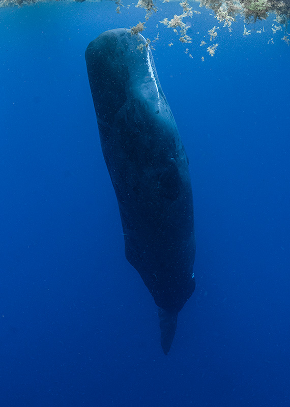 dive with sperm whales