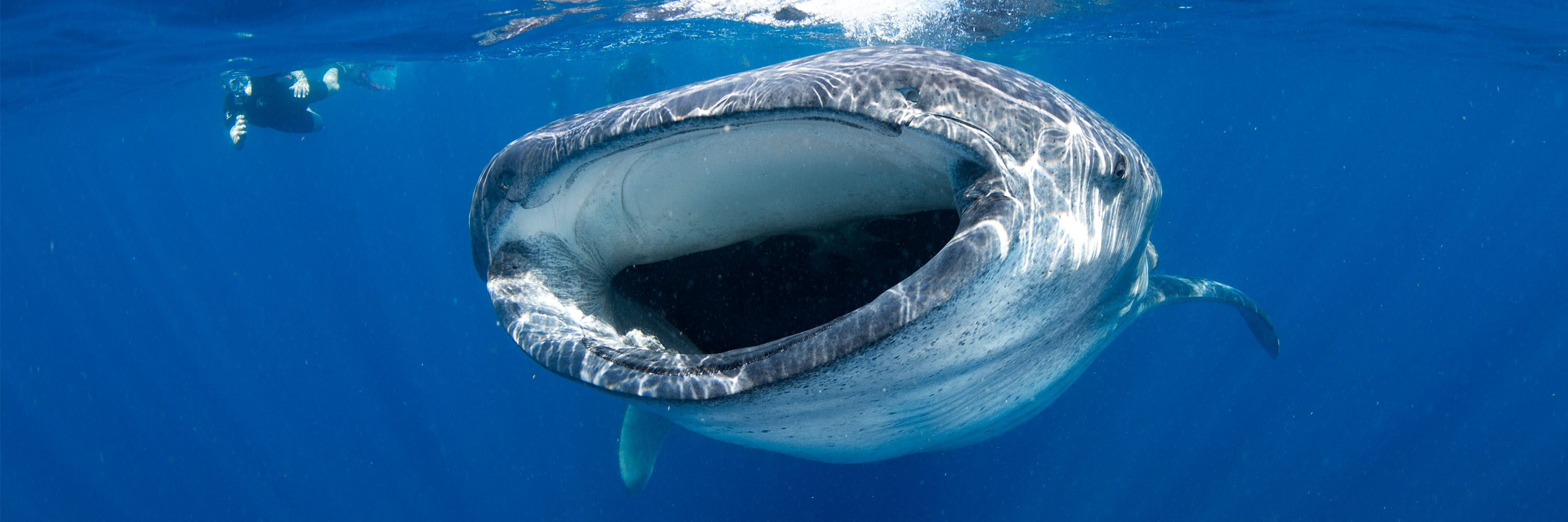 Swim with Whale Sharks Isla Mujeres