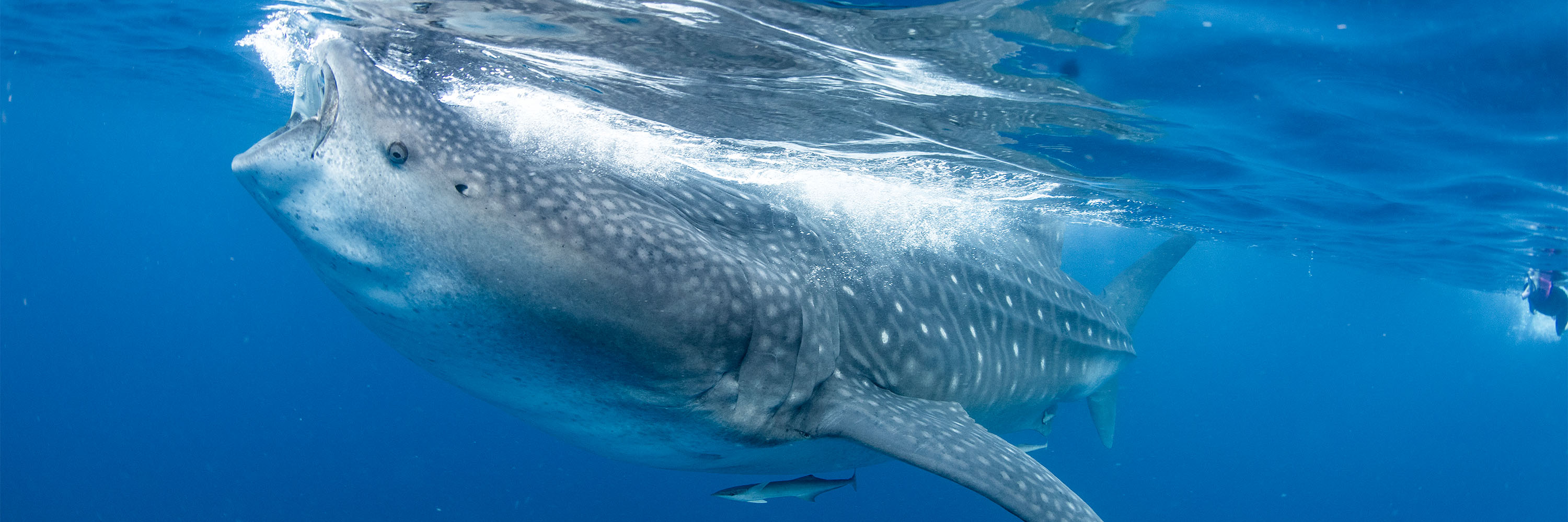 Whale Sharks Photography Workshop