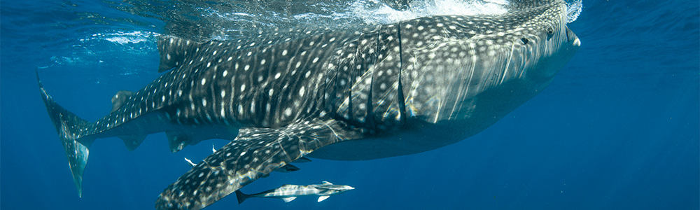 Swim with Whale Sharks and Giant Mantas