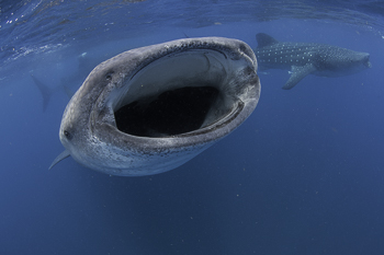 the best place to get underwater photography of whale sharks