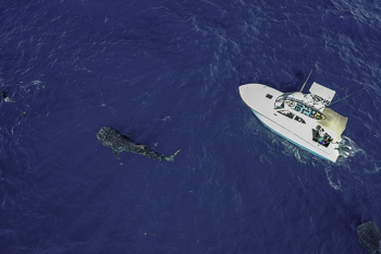 Best Whale shark encounters conservation trip 